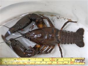 Astacus astacus