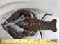 Astacus astacus