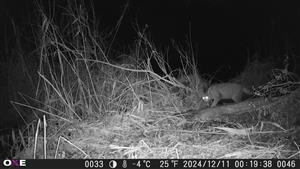 Felis sylvestris