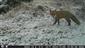 Vulpes vulpes