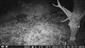 Cervus elaphus
