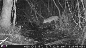 Vulpes vulpes