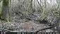 Picus viridis