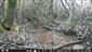 Picus viridis