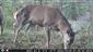 Cervus elaphus