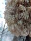 Hericium flagellum (syn.)