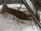 Astacus astacus