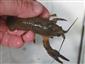 Astacus astacus