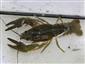 Astacus astacus