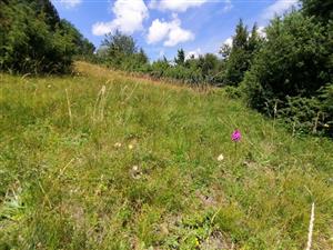 anacamptys_podhradie_IMG_20240618