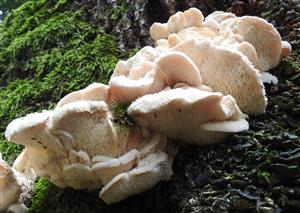 Koralovec trúdnikovitý (Hericium cirrhatum)