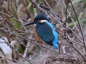 Alcedo atthis