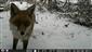 Vulpes vulpes