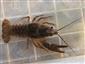 Astacus astacus