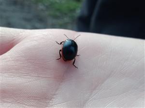Liskavka - Chrysolina sanguinolenta v januári 2025.