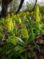 Populácia Orchis pallens