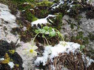 Ranunculus alpestris