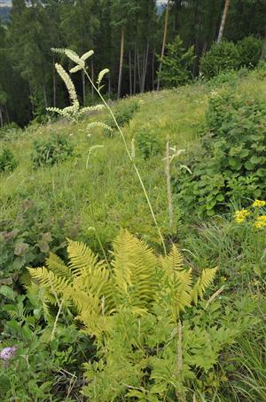 Cimicifuga europaea
