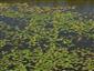 Nymphoides peltata - porast na hladine