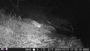 Vulpes vulpes