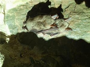 Myotis myotis