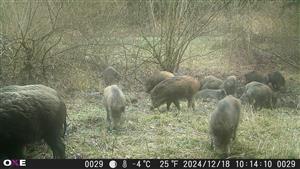 Sus scrofa