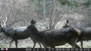 Cervus elaphus