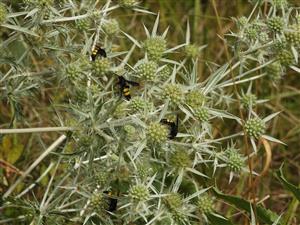Scolia hirta na Erygium campestre.