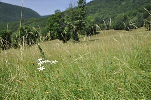 Ornithogalum brevistylum