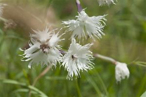 Dianthus praecox subsp. praecox