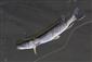 Esox lucius Linnaeus, 1758