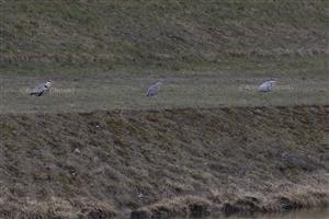 Ardea cinerea