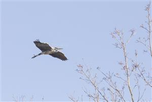 Ardea cinerea