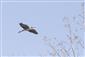 Ardea cinerea