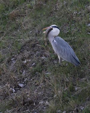 Ardea cinerea