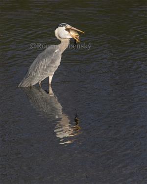 Ardea cinerea