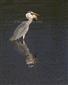 Ardea cinerea