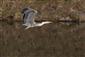Ardea cinerea
