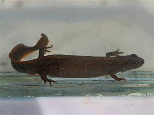 Triturus dobrogicus