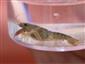 Astacus astacus