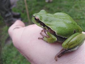 Hyla arborea