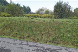 Rozsiahly porast Solidago canadensis