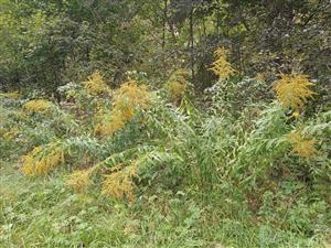 Solidago gigantea