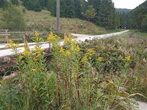 Solidago gigantea