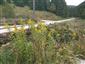 zlatobyl obrovská