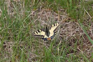 Papilio machaon