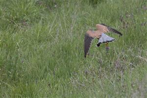 Falco tinnunculus