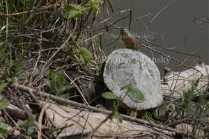 Trachemys scripta