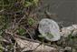 Trachemys scripta