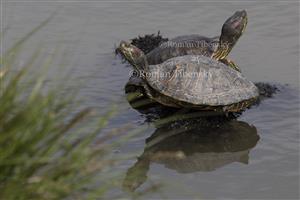Trachemys scripta